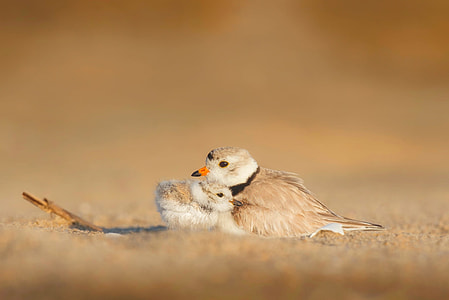 landscape photography of two birds on sand during daytime thumbnail