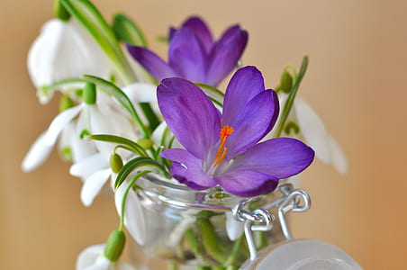 selective focus photography of purple petaled flowers thumbnail