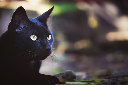 tilt shift lens photography of black cat during daytime thumbnail