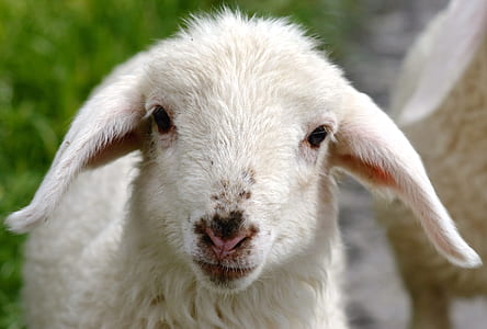 photography of goat thumbnail