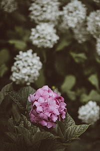 shallow focus photography of purple flower surrounded by white flowers thumbnail