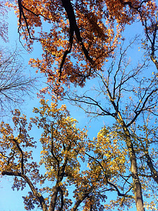 Deciduous Trees, Fall Foliage thumbnail