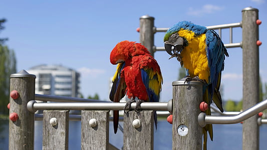 two Scarlet macaws on rail thumbnail