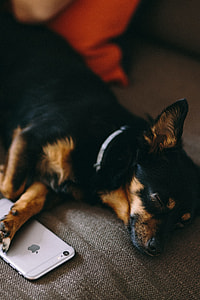 Puppy sleeping with iPhone 6 thumbnail