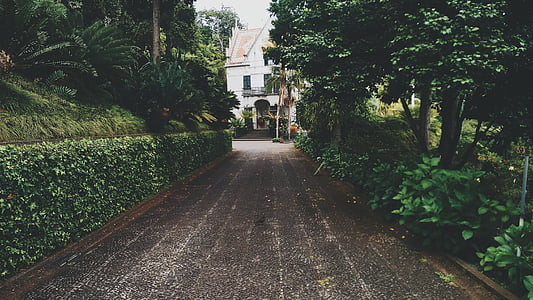 road between green leaf plants thumbnail