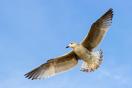 gray eagle flying in The sky during day time thumbnail