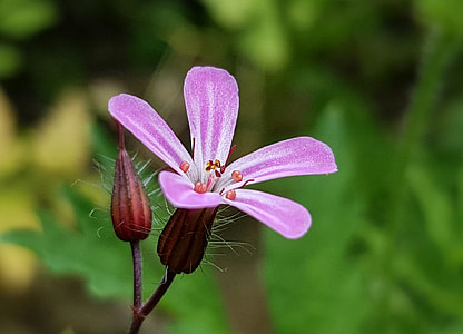 tilt lens photography of pink flower thumbnail