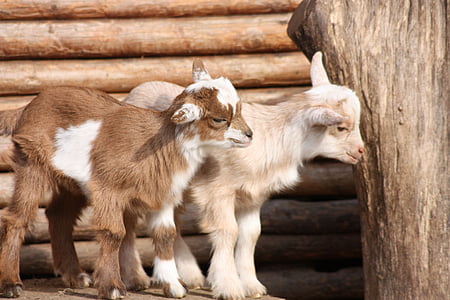 two white and brown goats on brown surface thumbnail