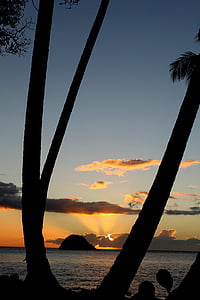 coconut tree thumbnail