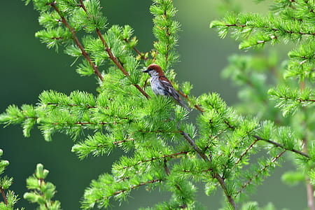 selective focus photography of white and brown bird on green branch thumbnail