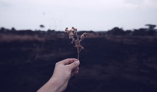 hand, holding, macro, life thumbnail