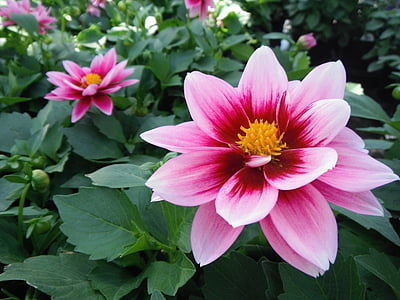 pink flower blooming during daytime thumbnail