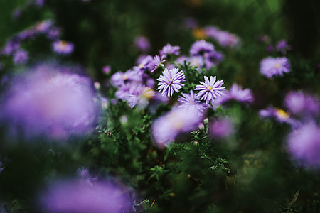 Purple flowers close-ups thumbnail
