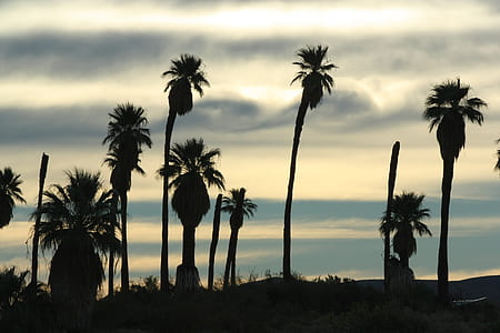 Silhouette of Trees Under Cloudy Sky during Daytime thumbnail