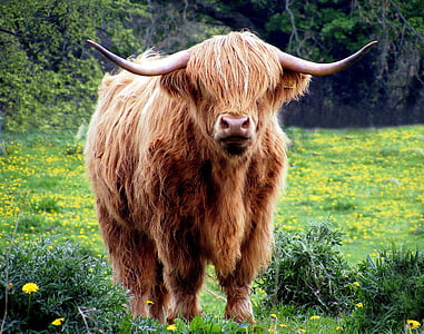 brown yak on green grass field thumbnail