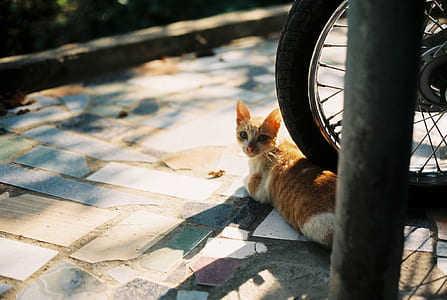Orange Tabby Kitten on Motorcycle Wheel thumbnail