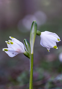Lily Of The Valley, Spring thumbnail
