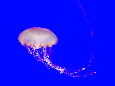 jellyfish thumbnail