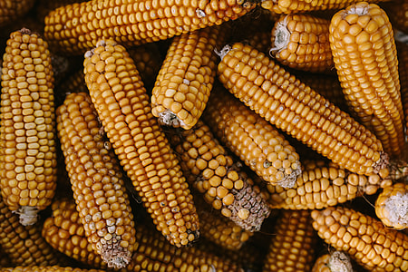 Corncobs thumbnail