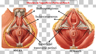 Perineum Pelvic Floor Muscle Ischioanal Fossa Pelvis Others Png