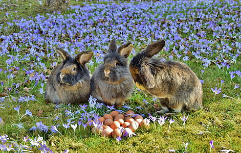 three brown rabbits near brown eggs and purple flower field at daytime thumbnail