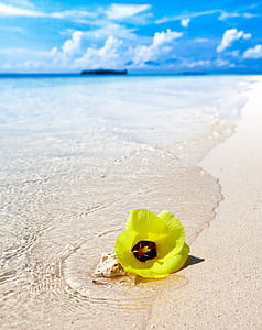 yellow rose mallow flower on white sand seashore under white and blue cloudy skies thumbnail