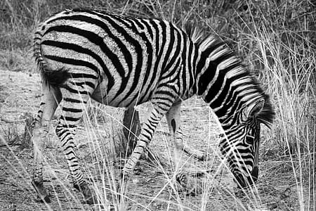Grayscale Photo of Zebra thumbnail