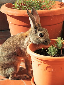 brown rabbit about to eat green leafed plant thumbnail
