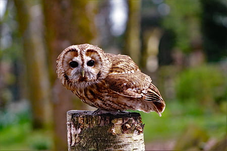 brown owl on brown log at daytime thumbnail