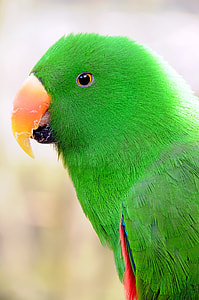 green parakeet thumbnail