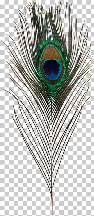 Bird Asiatic peafowl Feather Simple eye in invertebrates, Peacock feather, peacock tail PNG clipart