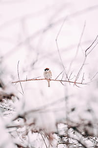 focus photo of a bird on tree branch thumbnail