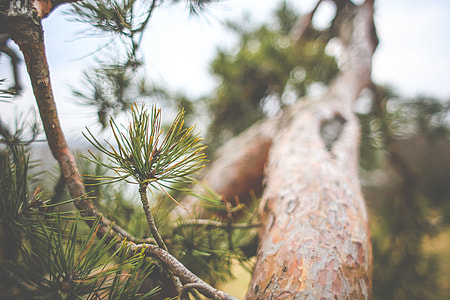 Conifer Tree Close Up thumbnail