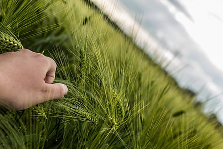 person holding grass during daytime shallow focus photographyt thumbnail