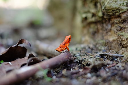 orange frog on a brand of tree thumbnail