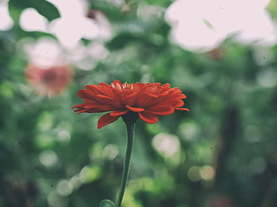 macro photography of red petaled flower thumbnail