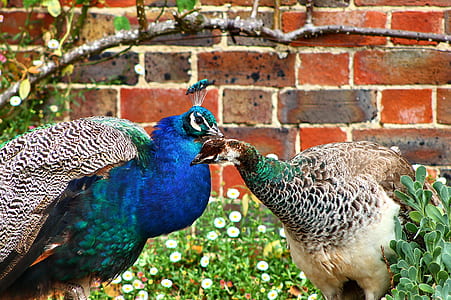 peafowl and peahen thumbnail