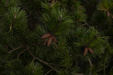 close up photography of brown pinecones thumbnail