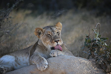 shallow focus photography of lioness thumbnail