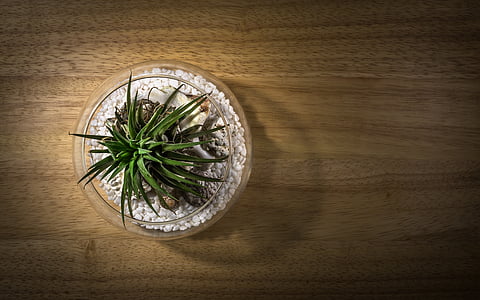 green leafed plant in clear vase on brown wood thumbnail