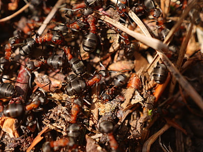 black-and-red ants gathering thumbnail