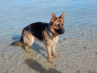 adult tan and black German shepherd on body of water thumbnail