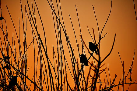 two birds perched on plants silhouette thumbnail