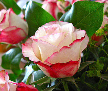 red-and-pink rose flowers closeup photo thumbnail