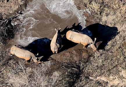 three rhinoceros thumbnail