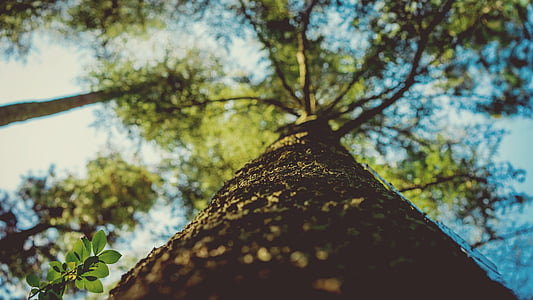 worm's eye view photography of tree thumbnail