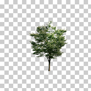 Tree Euclidean Resource, Look down on the trees, green trees PNG clipart