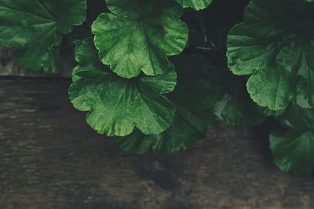 green leaves plant thumbnail