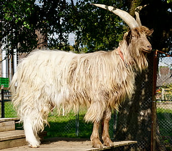 long-coated white goat standing on wooden stair thumbnail