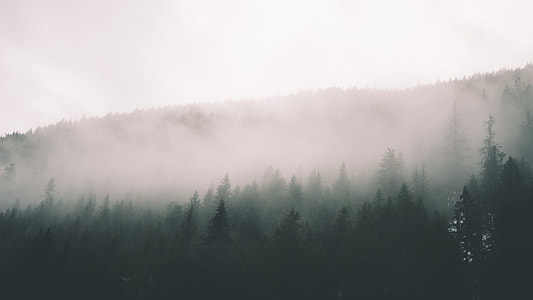 trees covered by fogs thumbnail